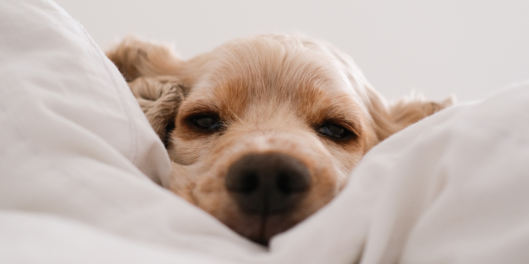 How to Choose the Right Elevated Dog Bed