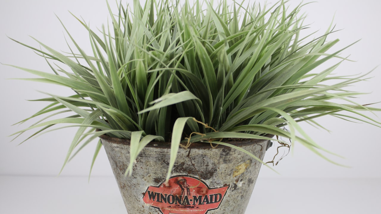 Best Lace Frontal Wigs You Should Own